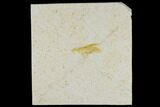 Jurassic Beetle (Coleoptera) - Solnhofen Limestone #113590-1